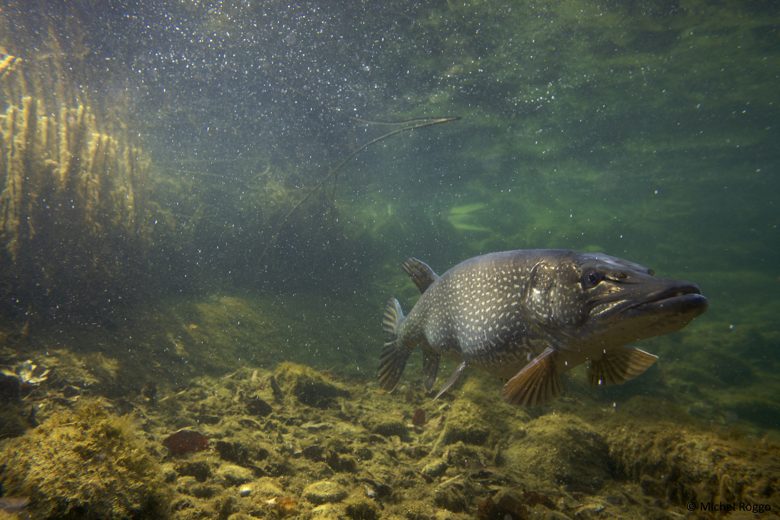 In seinen Bildern hat Michel Roggo über Jahrzehnte hinweg die faszinierende Artenvielfalt unserer Gewässer festgehalten, wie zum Beispiel diesen Hecht. (Foto: Michel Roggo/roggo.ch)