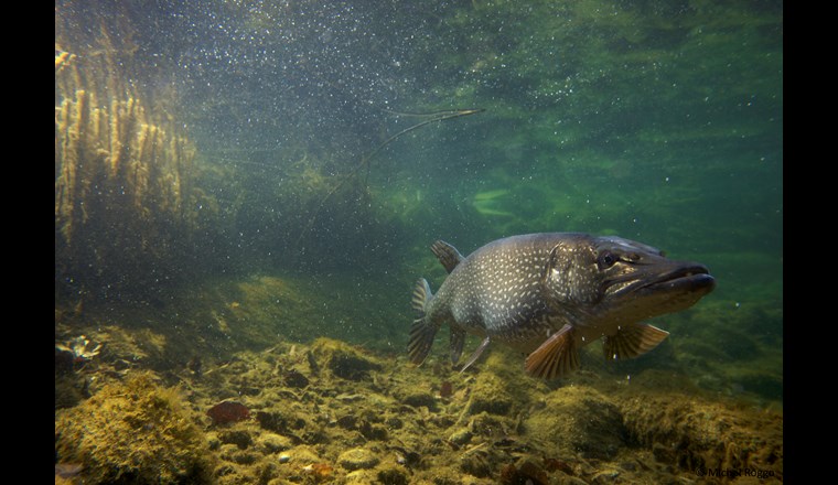 In seinen Bildern hat Michel Roggo über Jahrzehnte hinweg die faszinierende Artenvielfalt unserer Gewässer festgehalten, wie zum Beispiel diesen Hecht. (Foto: Michel Roggo/roggo.ch)