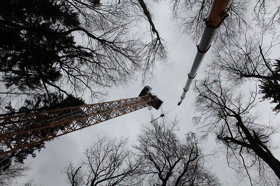 Bäume verlieren bei grosser Hitze über die Oberfläche sehr viel Wasser, können den Wasserverbrauch jedoch drosseln. (Foto: Uni Basel)