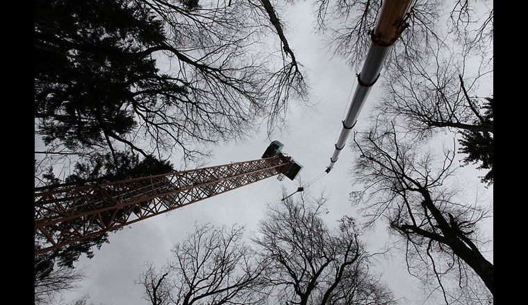 Bäume verlieren bei grosser Hitze über die Oberfläche sehr viel Wasser, können den Wasserverbrauch jedoch drosseln. (Foto: Uni Basel)