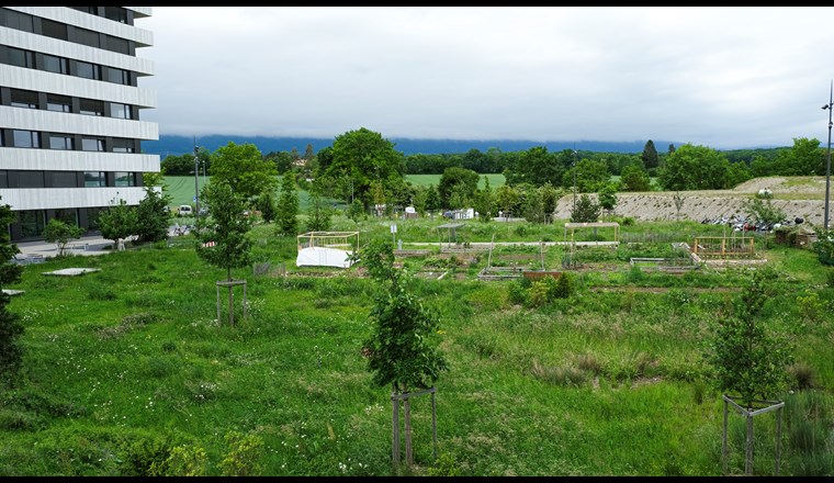 Fig. 4 Prairie, jardins et bassin de rétention dans le quartier des Vergers à Meyrin (GE). 
(© Etat de Genève, Théo Gardiol)