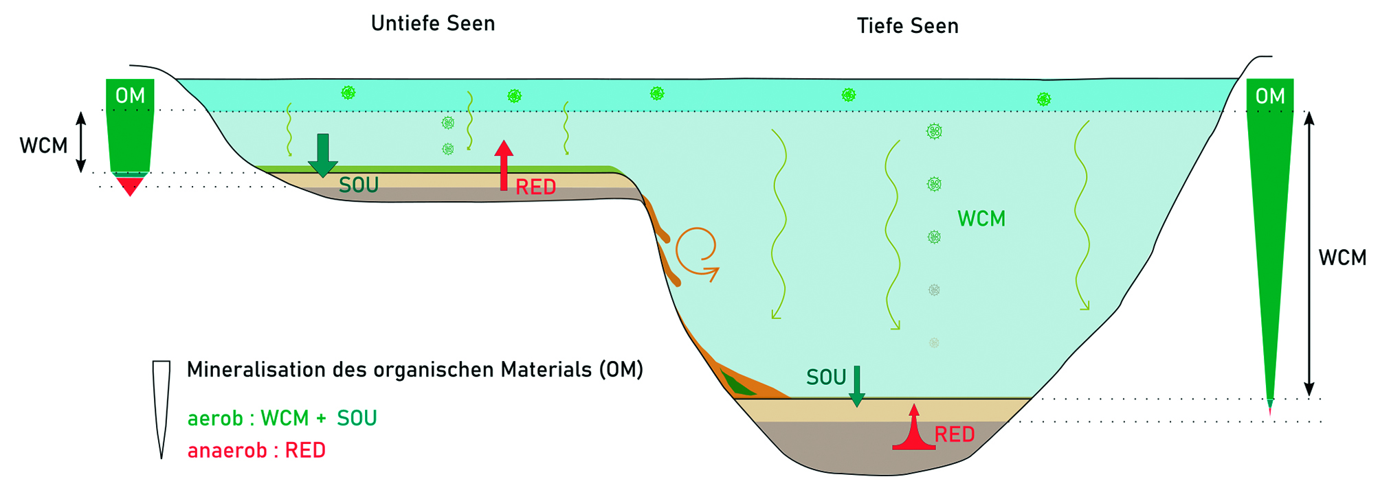 Zehrung in untiefen und tiefen Seen durch den Abbau von organischem Material: Bei untiefen Seen hauptsächlich am und im Sediment, bei tiefen Seen zunehmend in der Wassersäule. Bei steilen Flanken wird durch Strömungen oder Rutschungen OM in die tiefsten Zonen des Sees verfrachtet. Daher kann man an den tiefsten Stellen solcher Seen eine erhöhte Deposition und daher erhöhtes SOU und RED finden.