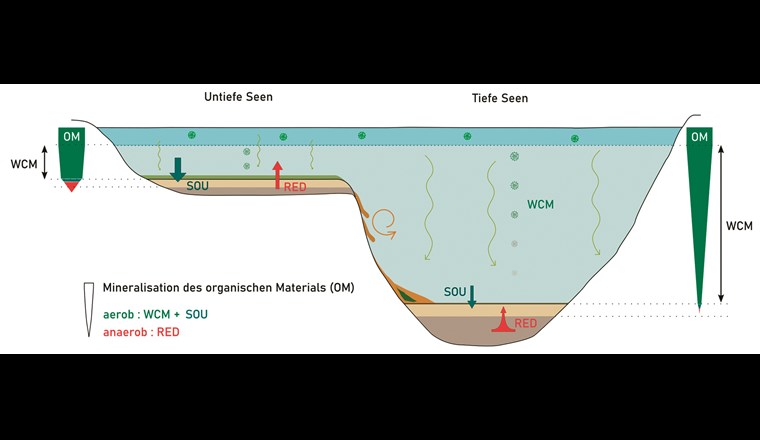 Zehrung in untiefen und tiefen Seen durch den Abbau von organischem Material: Bei untiefen Seen hauptsächlich am und im Sediment, bei tiefen Seen zunehmend in der Wassersäule. Bei steilen Flanken wird durch Strömungen oder Rutschungen OM in die tiefsten Zonen des Sees verfrachtet. Daher kann man an den tiefsten Stellen solcher Seen eine erhöhte Deposition und daher erhöhtes SOU und RED finden.
