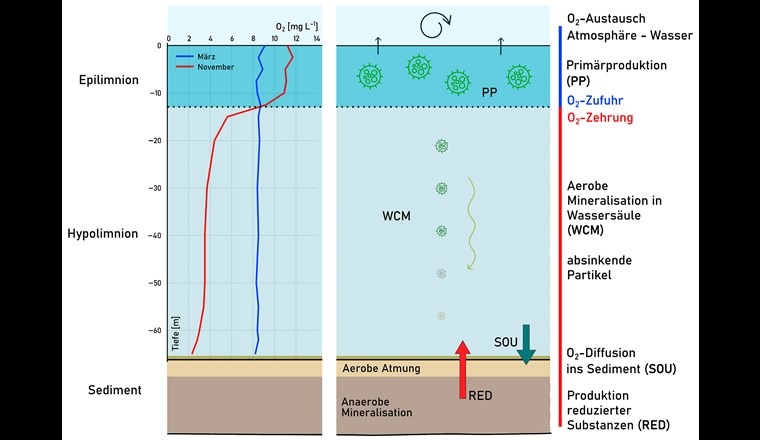 Links: Typische O2-Profile aus dem Baldeggersee (2003). Blau: Homogene O2-Verteilung nach der Tiefenmischung im Winter; rot: Ende Sommer mit erhöhtem O2-Gehalt im Epilimnion durch Primärproduktion und starkem Abfall im Hypolimnion durch die Zehrung.
Rechts: Schema der Zehrung im Hypolimnion nach [7]. Zehrung durch aerobe Mineralisation in der Wassersäule (WCM), O2-Diffusion ins Sediment (SOU) und Diffusion reduzierter Substanzen (RED) Richtung obere Sedimentschichten oder aus dem Sediment.
