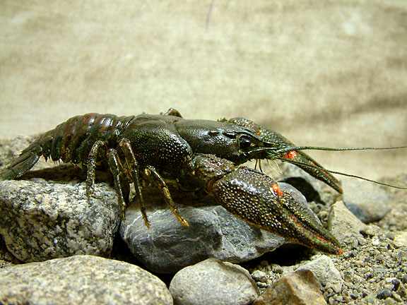 Der Steinkrebs soll wiederangesiedelt werden. (Foto: Tauchclub Dreizack Bern)