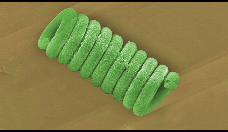 Die Blaualge Spirulina, deren Form an einen winzigen Tauchsieder erinnert, eignet sich besonders fürs «Biotemplating», das zur effizienten Nutzung des Sonnenlichts beiträgt. (Foto: Empa)