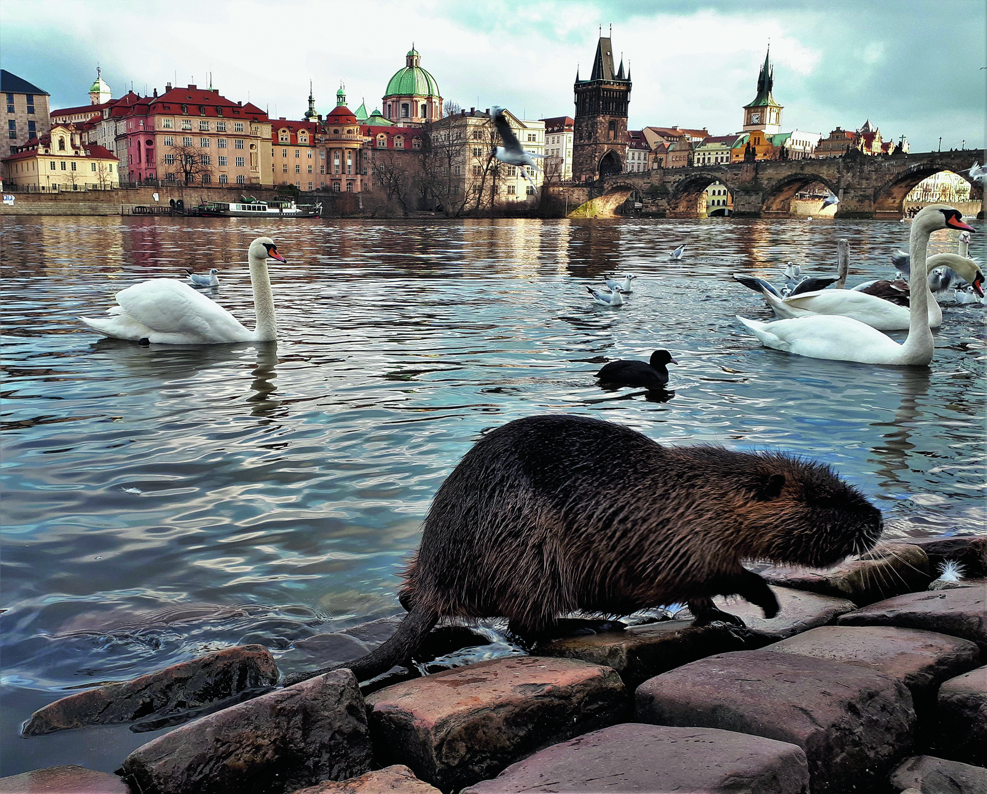 Nutria fühlen sich in Städten wohl – wie etwa hier neben der hochfrequentierten Karlsbrücke in Prag, wo sie zusammen mit den Wasservögeln reichlich gefüttert werden. (© Anna Schertler)