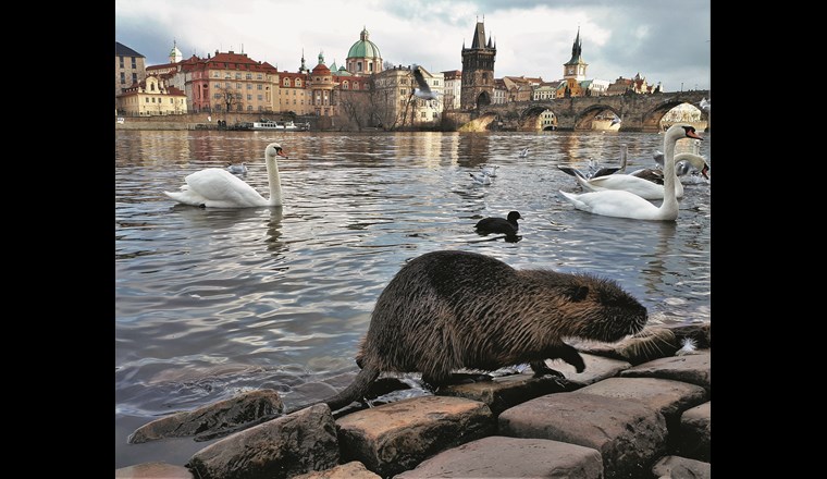 Nutria fühlen sich in Städten wohl – wie etwa hier neben der hochfrequentierten Karlsbrücke in Prag, wo sie zusammen mit den Wasservögeln reichlich gefüttert werden. (© Anna Schertler)