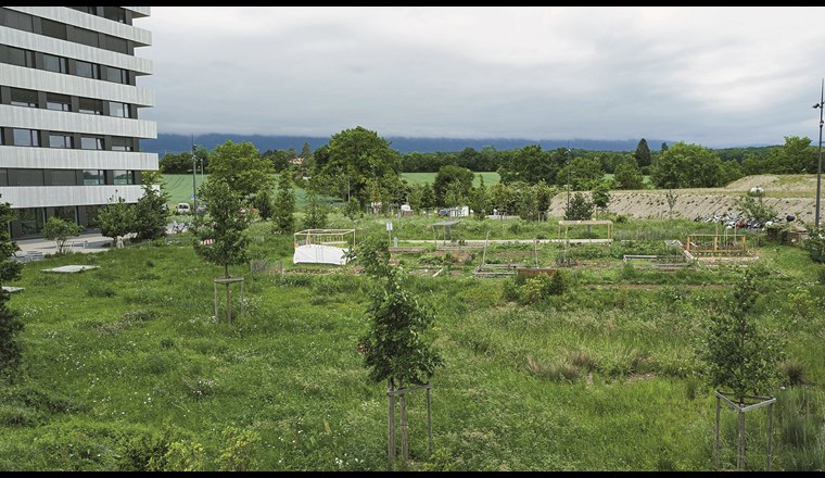 Fig. 4 Wiese, Gärten und Rückhaltebecken im Quartier Les Vergers in Meyrin GE. (© Kanton Genf, Théo Gardiol)