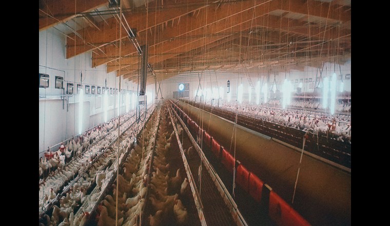 Hühner-Intensivmast. Da sind gegen 16'000 Hühner in einem Stall. Anlass VSA Young Professionals,  (c) Paul Sicher/VSA.