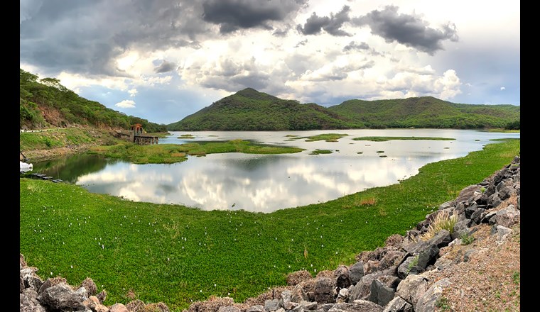 Wasserhyazinthen sammeln sich in einem Stausee der Wasserkraftanlage «Kafue Gorge Power Station» in Sambia. (Foto: RS Winton)