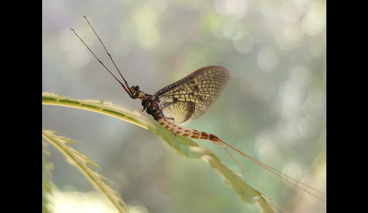Das Insekt des Jahres 2021: Die Dänische Eintagsfliege Ephemera danica. (© W. Kleinsteuber)