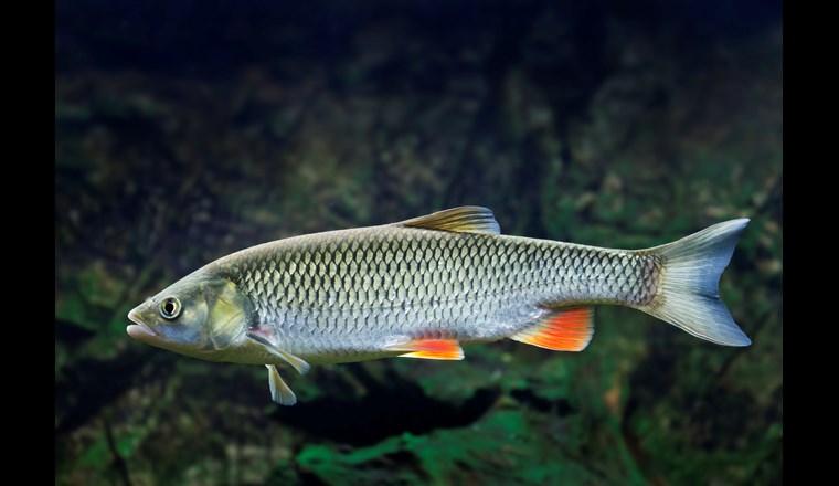 Der Fisch des Jahres, der Alet, ist ein veritabler Überlebenskünstler. Kein anderer Fisch ist so anpassungsfähig wie er, selbst in verunreinigten Gewässern findet er Lebensraum. (© V. Kuttelvaserova Stuchelova/123RF.com)