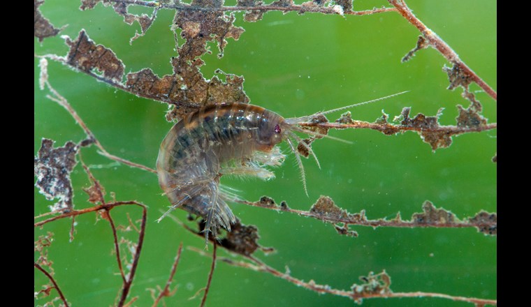 Bachflohkrebse ernähren sich von Falllaub im Wasser. Sie sind ihrerseits eine wichtige Nahrungsquelle für Fische, Vögel und andere Tiere. (© Verena Lubini)