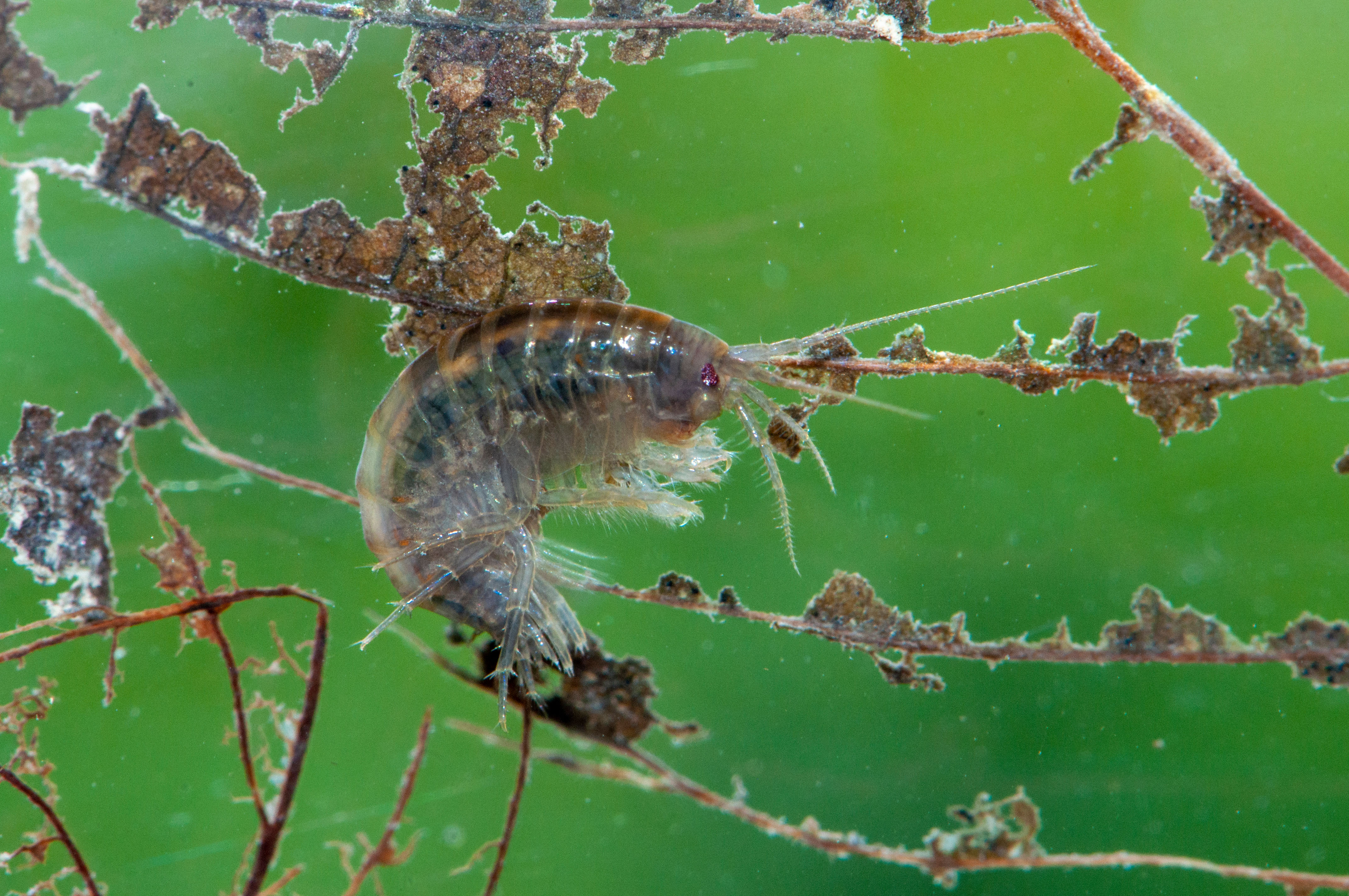 Il gammaro dei fossi si nutre di fogliame morto caduto sull’acqua. A sua volta è un’importante fonte di nutrimento per pesci, uccelli e altri animali. (© Verena Lubini)