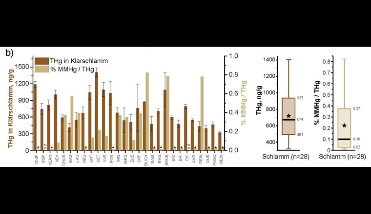 Fig. 3b) THg-Konzentrationen in Klärschlamm und prozentuale Anteile von Monomethylquecksilber (MMHg). In zwölf Klärschlammproben lagen die MMHg-Konzentrationen unter der Detektionslimite von 0,1 ng/g (gekennzeichnet durch Stern).