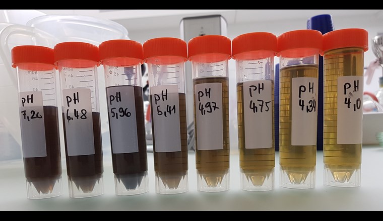 Filtrierter, bei verschiedenen pH-Werten angesäuerter Faulschlamm. (Foto: T. van der Heijden, ara region bern ag)