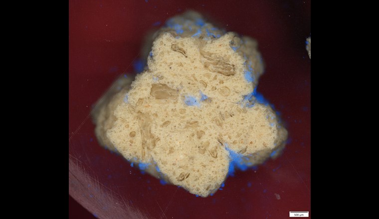 Mikroplastik an einem Filterkorn aus porösem Keramikmaterial (angeschliffen) sichtbar gemacht durch Farbstoff und UV-Anregung im Fluoreszenzmikroskop. (©Gerhardt/GNF)