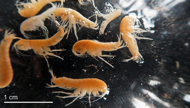 Zur Beprobung von Quellfassungen braucht es die
Mithilfe von Wasserversorgungen und Brunnenmeistern. Im Bild: Gesammelte Grundwasserflohkrebse.