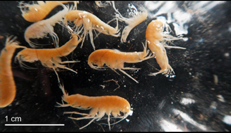 Zur Beprobung von Quellfassungen braucht es die
Mithilfe von Wasserversorgungen und Brunnenmeistern. Im Bild: Gesammelte Grundwasserflohkrebse.