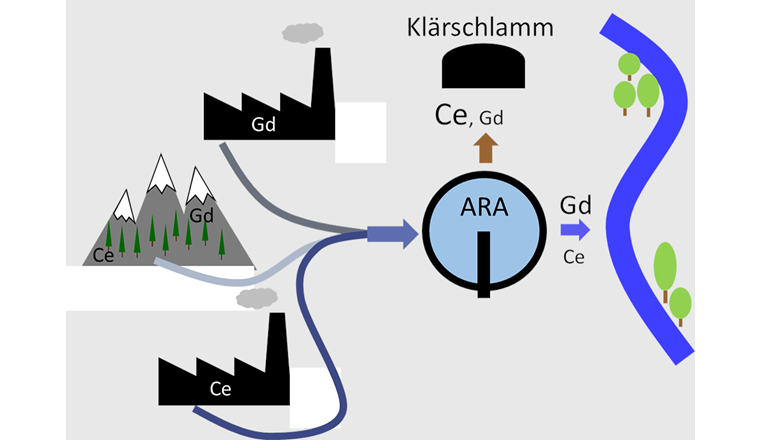 Seltene Erden wie Cer (Ce) und Gadolinium (Gd) kommen in der Natur vor, werden aber auch in Industrie und Spitälern immer häufiger eingesetzt. Über das Abwasser gelangen die Seltenen Erden in Abwasserreinigungsanlagen (ARA). Ein Grossteil des Cers wird dort im Klärschlamm abgeschieden. Gadolinium wird jedoch kaum im ARA zurückgehalten und fliesst mit dem gereinigten Abwasser in die Gewässer. (Grafik: Ralf Kägi, Eawag)