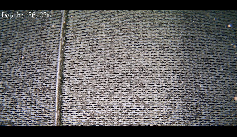 An den Saugkörben von Entnahmeleitungen wird in der Regel der stärkste Muschelbefall festgestellt. (Foto: Photography Montagner/St. Galler Stadtwerke)