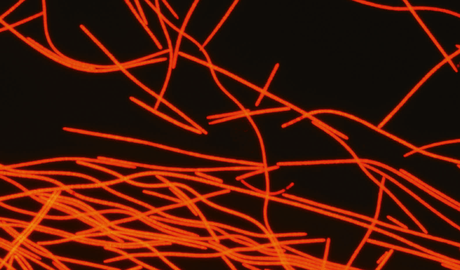 Populationsdynamik der Burgunderblutalge und welchen Einfluss der Klimawandel darauf hat.