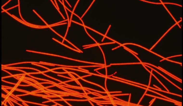 Populationsdynamik der Burgunderblutalge und welchen Einfluss der Klimawandel darauf hat.