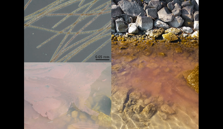 Lichtmikroskopische Aufnahme von Planktothrix-rubescens-Fäden und Beispiele für vom Ufer aus sichtbare Massenvorkommen. Wenn es im Herbst zu einer oberflächlichen Durchmischung des Wasserkörpers kommt, wird P. rubescens aus dem Metalimnion in die turbulente Zone des Epilimnions eingetragen. Dabei kann es zur Bildung von Oberflächenfilmen, Flocken oder zur Rotfärbung des ufernahen Wassers kommen. Diese Ansammlungen werden häufig durch Winde an den Ufern aufkonzentriert und sind in der Regel nur von kurzer Dauer.