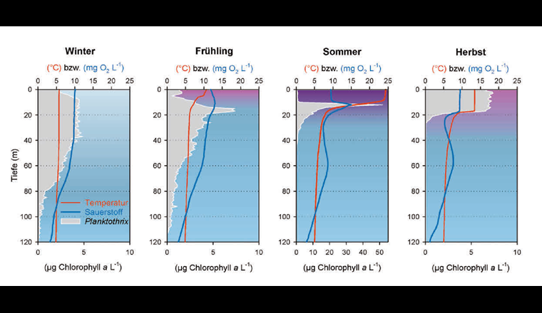Saisonal bedingte Unterschiede der Tiefenprofile (Auflösung in 1-Meter-Schritten) für Wassertemperatur, Sauerstoffkonzentration und Menge an Planktothrix rubescens im Zürichsee gemessen im Jahr 2020. In jenem Jahr wurde der Wasserkörper bis in eine Tiefe von circa 86 Metern von der Tiefenmischung beeinflusst. Die Menge an P. rubescens wurde mit einer bbe-FluoroProbe-Messsonde bestimmt. Durch eine entsprechende Kalibrierung lässt sich der spezifische In-vivo-Chlorophyll-a-Gehalt der P.-rubescens-Gesamtpopulation bestimmen.