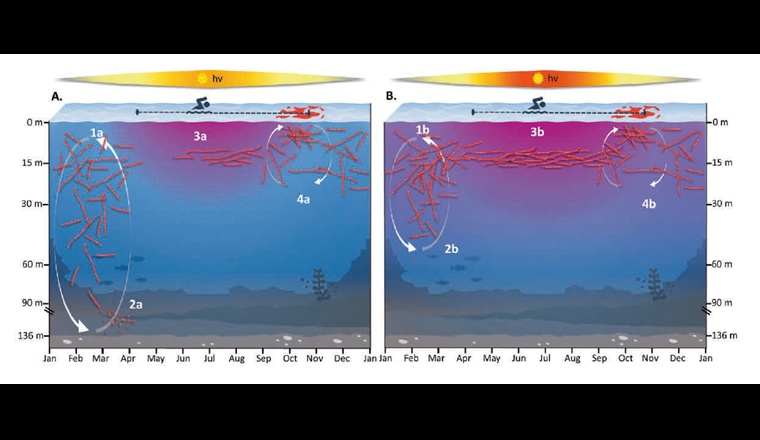 Schematische Darstellung der jährlichen Populationsdynamik von Planktothrix rubescens im Zürichsee in einem Jahr mit Holomixis (A) und einem Jahr mit unvollständiger Frühjahrstiefenmischung (B).
(1a–3a) Bei einer Holomixis kollabieren die zellinternen Gasvesikel, und ein Grossteil der Population kann nicht mehr ins Oberflächenwasser aufsteigen und stirbt ab, was zu sehr geringen Planktothrix-Dichten im Frühsommer führt. (1b–3b) Bei schwachen Tiefenmischungen überlebt der Grossteil der Population, was zu hohen Planktothrix-Dichten bereits im Frühjahr führt. (4a, 4b) In beiden Szenarien kommt es im Herbst zu Oberflächenmischungen und potenzieller Oberflächenfilmbildung.
Zusätzlich eingezeichnet ist die seit 2019 geltende, verlängerte Saisondauer der Sommerbäder für die Stadt Zürich (11. April bis 25. Oktober).