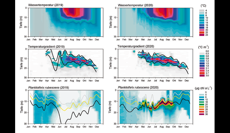 Zeitliche und räumliche (0 bis 30 Meter) Dynamik der Wassertemperatur, der Sprungschicht (Metalimnion) und von Planktothrix rubescens im Zürichsee für die Jahre 2019 und 2020. Die Zone des Metalimnions ist als Temperaturgradient (Δ °C pro Meter Tiefenstufe) dargestellt, die schwarzen Linien zeigen die räumlichen Grenzen. In den Abbildungen zu P. rubescens ist ebenso die Lage der drei entscheidenden Lichtintensitäten integriert: graue Linie – Cyanobakterien sollten sinken; gelbe Linie – Cyanobakterien behalten Position bei;
schwarze Linie – Cyanobakterien sollten aufsteigen.