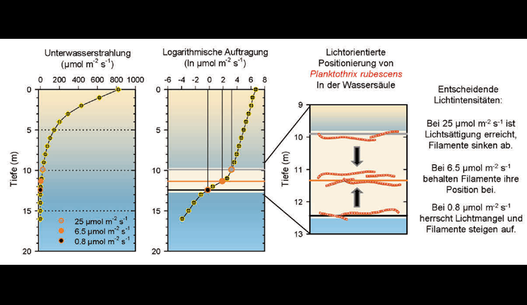 Typisches Profil der Lichtintensität während des Sommers im Zürichsee. Die Unterwasserstrahlung nimmt mit der Tiefe logarithmisch ab (linker Graph), weshalb eine logarithmische Darstellung (mittlerer Graph) von Vorteil ist. Der Knick im Lichtprofil in einer Tiefe von 10 bis 13 Metern weist auf eine dichte Planktothrix-Schicht hin, in der die Lichtintensität markant abnimmt. In dieser Schicht sind auch die drei relevanten Lichtbedingungen für Planktothrix zu finden (rechter Graph).