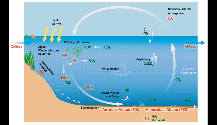 Fig. 1 Schema des Kohlenstoffkreislaufs in einem See entlang der weissen Pfeile.
Weisse gestrichelte Linie: Übergang vom Epilimnion (Primärproduktion) zum Hypolimnion (Abbau des organischen Materials und Sauerstoffzehrung).
In Rot die wichtigsten Prozesse: PP: Primärproduktion; R: Respiration; NEP: Netto-Ökosystemproduktion; WCM: Abbau in der Wassersäule;
SOU: Sauerstoffaufnahme ins Sediment; NS: Netto-Sedimentation; RED: Fluss reduzierter Substanzen aus dem Sediment; GA: Gasaustausch.
In Grün die verschiedenen Formen von Kohlenstoff: POC: partikulärer organischer Kohlenstoff; CO2; CH4; CaCO3: anorganischer Kohlenstoff.