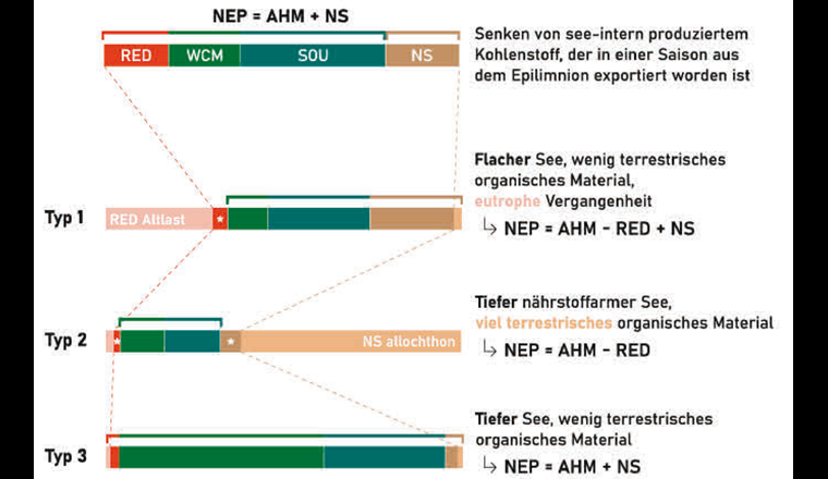 Fig. 2 Komponenten der Kohlenstoff-Mineralisation (AHM = RED + WCM + SOU) und Netto-Sedimentation (NS) im Hypolimnion für die drei wichtigsten Seetypen. Zwei Faktoren tragen zur Unsicherheit der Kohlenstoffbilanz im Hypolimnion bei: allochthon (see-extern) eingetragenes terrestrisches Material, das die NS erhöht, und die eutrophe Vergangenheit, die den Fluss von reduzierten Substanzen (RED) erhöht. Entsprechend müssen diese Beiträge beim Typ 1 (RED-Altlast) und Typ 2 (NS-allochthon) ausgeschlossen werden. Die drei mit * markierten Anteile der aktuellen NEP sind nicht zweifelsfrei bestimmbar und werden daher vernachlässigt. Die NEP wird in diesen Fällen leicht unterschätzt.