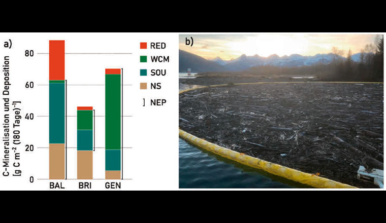 Fig. 5 a) Zusammensetzung der Kohlenstoffsenken im Baldeggersee (BAL), Brienzersee (BRI) und Genfersee (GEN), als drei Vertreter der Seetypen 1 bis 3 (Fig. 2).
b) Beispiel eines terrestrischen Eintrags: Schwemmgut im Brienzersee nach extremem Hochwasser im August 2005. (Foto: Arnold Gertsch im August 2005)