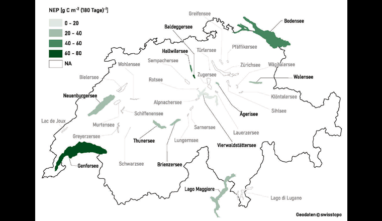 Fig. 6 Für elf Seen berechnete aktuelle NEP (in g C m–2 pro 180 Tage Schichtungsdauer) abgestuft nach Intensität der grünen Farbskala (Daten aus [9]).
In der Arbeitshilfe [1] sind die vorhandenen NEP-relevanten Daten und die Typisierung der Schweizer Seen (inkl. der drei Grenzseen) zusammengestellt.