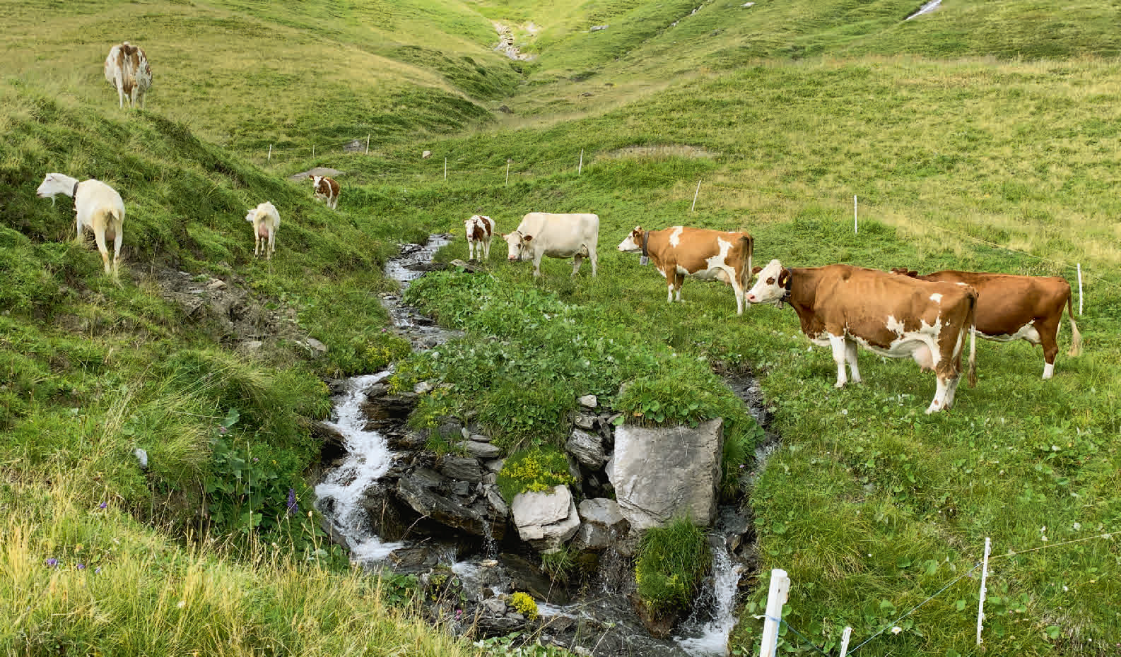 Sind Estrogene von Nutztieren für die Gewässerbelastung matchentscheidend oder kaum relevant? (© Th. D. Bucheli)