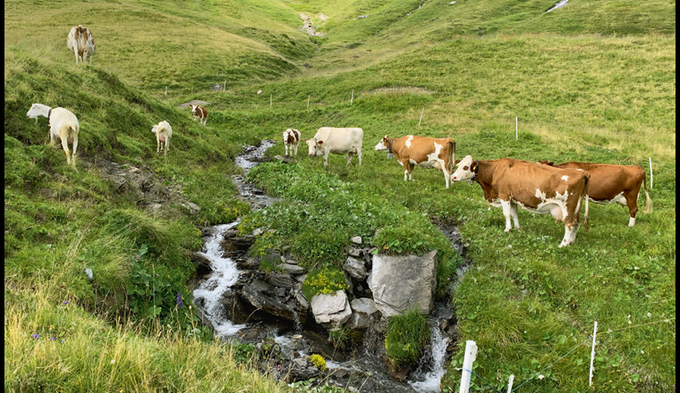 Sind Estrogene von Nutztieren für die Gewässerbelastung matchentscheidend oder kaum relevant? (© Th. D. Bucheli)