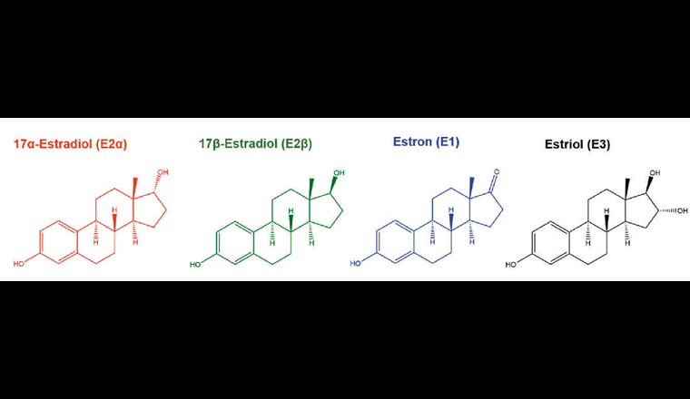 Strukturformeln der untersuchten natürlichen Estrogene: 17α-Estradiol (E2α; rot), 17β-Estradiol (E2β; grün), Estron (E1; blau) und Estriol (E3; schwarz).