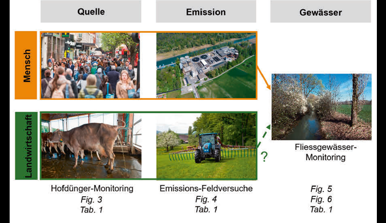 Bekannter Emissionspfad natürlicher Estrogene vom Menschen (orange) und potenzieller Emissionspfad natürlicher Estrogene aus der Landwirtschaft (grün) in die Gewässer. Die in der Abbildung erwähnten Tabelle 1 und Figuren 3 bis 6 beziehen sich auf die im Rahmen dieser Studie durchgeführten und im Text beschriebenen Monitoring-Kampagnen und Feldstudien und deren Ergebnisse.