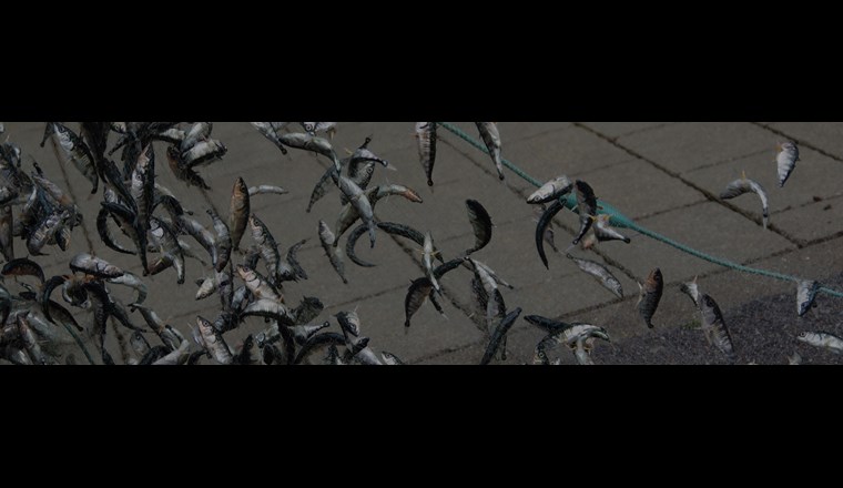 Aufgrund der explosionsartigen Entwicklung des Dreistachligen Stichlings seit den 2010er Jahren macht dieser inzwischen zahlenmäßig mehr als 90% des Fischbestandes im Freiwasser des Bodensees aus. (©SeeWandel)