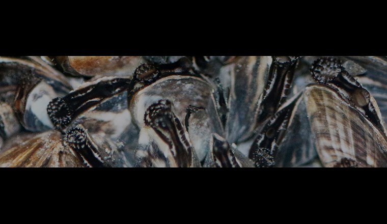 Auch die neu eingewanderte Quaggamuschel hat sich innerhalb weniger Jahre im Bodensee massiv ausgebreitet. (©SeeWandel)