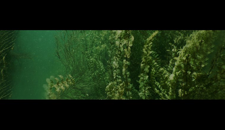 Der durchlichtete Uferbereich des Bodensees ist Lebensraum für eine artenreiche Fauna und Flora. Forscher des SeeWandel-Projekts sind daran, die aktuellen Makrophytenbestände auf Artniveau zu erfassen. (©SeeWandel)