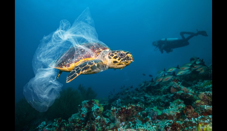 Die Ozeane dieser Welt stehen unter Stress, sie sind durch den Klimawandel, schädliche Fischereipraktiken und Umweltverschmutzung bedroht. Foto: Jakub Gojda/23rf.com