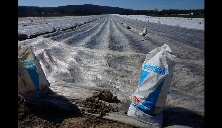 Spezialkulturen, aber auch Kartoffeln, stehen im Fokus, wenn es um Pestizid- und Düngereinsatz geht. (© A. Bryner)
