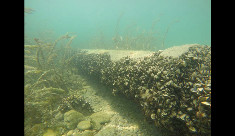 Invasive Zebra- und neuerdings auch Quaggamuscheln haben in mehreren Kantonen Anlass zu parlamentarischen Vorstössen und Kampagnen gegeben. (© L. Haltiner/Eawag)