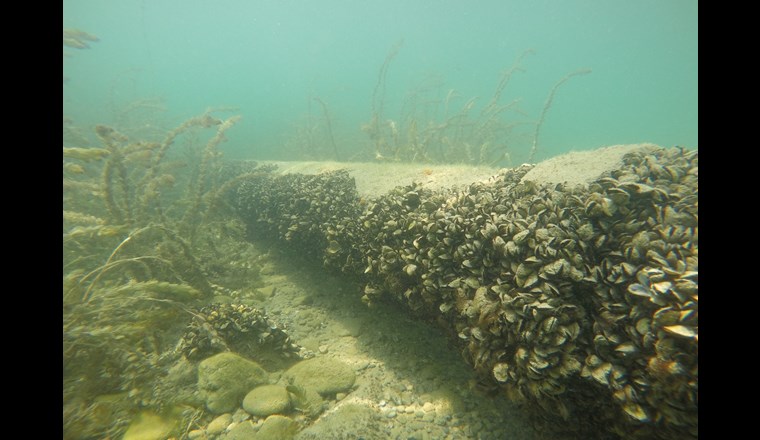 Invasive Muschel - Die Quaggamuschel verbreitet sich in Schweizer Seen (Foto: L. Haltiner, Eawag)