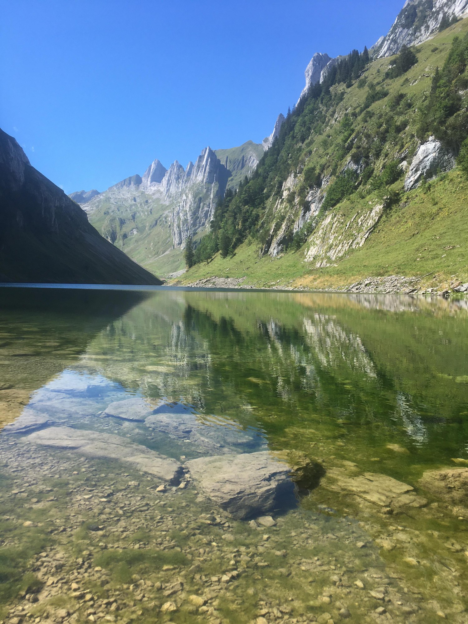 Im Sommer sind die Flachwasserbereiche im See überzogen mit Algenteppichen, die als Folge des hohen Nährstoffgehaltes stark im See wachsen. (Bild: Kanton Appenzell Innerrhoden)