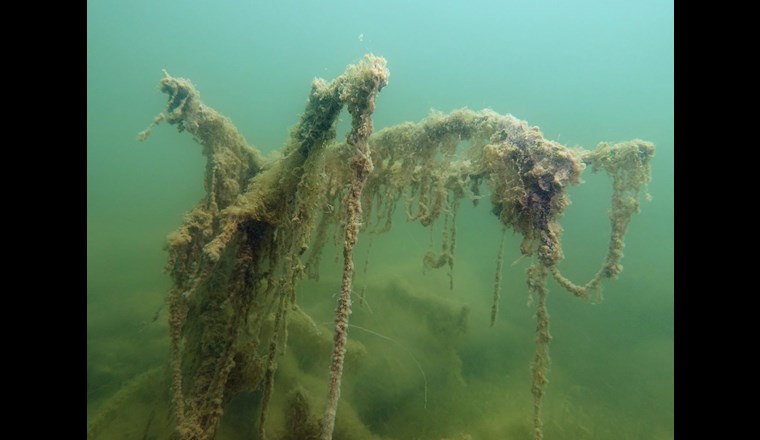 Unterwasserfoto von veralgten Ästen im Fählensee: Der hohe Nährstoffgehalt im See führt zu einer grossen Primärproduktion, was sich in der starken Veralgung und Verschlammung des Seegrundes zeigt. (Bild: Kanton Appenzell Innerrhoden)